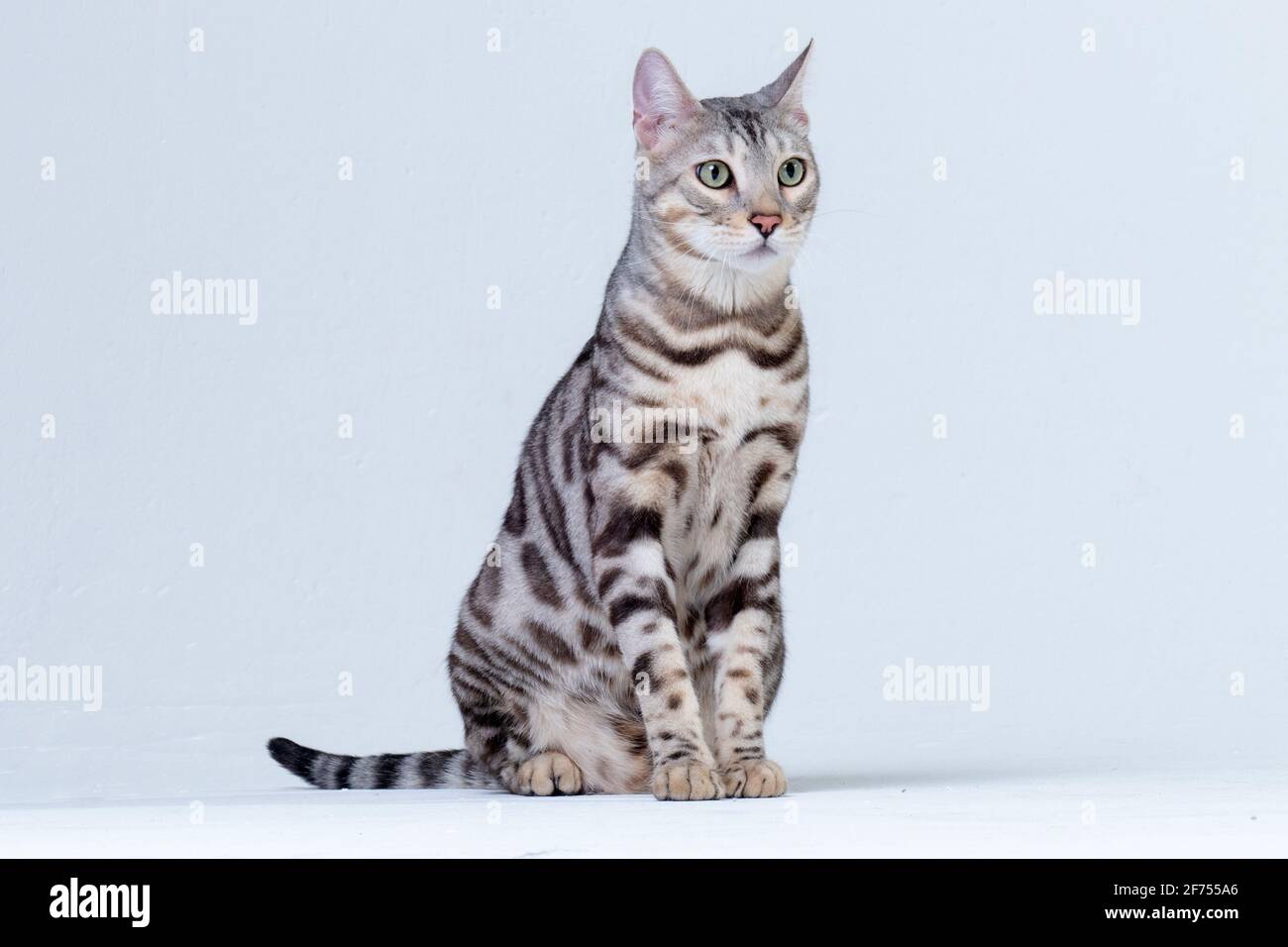 Silver Bengal Cat im Studio Stockfoto