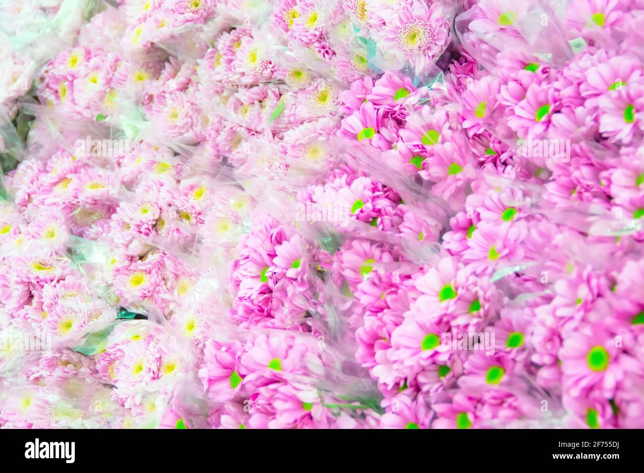 Boxen mit verschiedenen Sorten von Blumensträußen in der Großhandelslager des Pflanzen- und Blumenherstellers Stockfoto