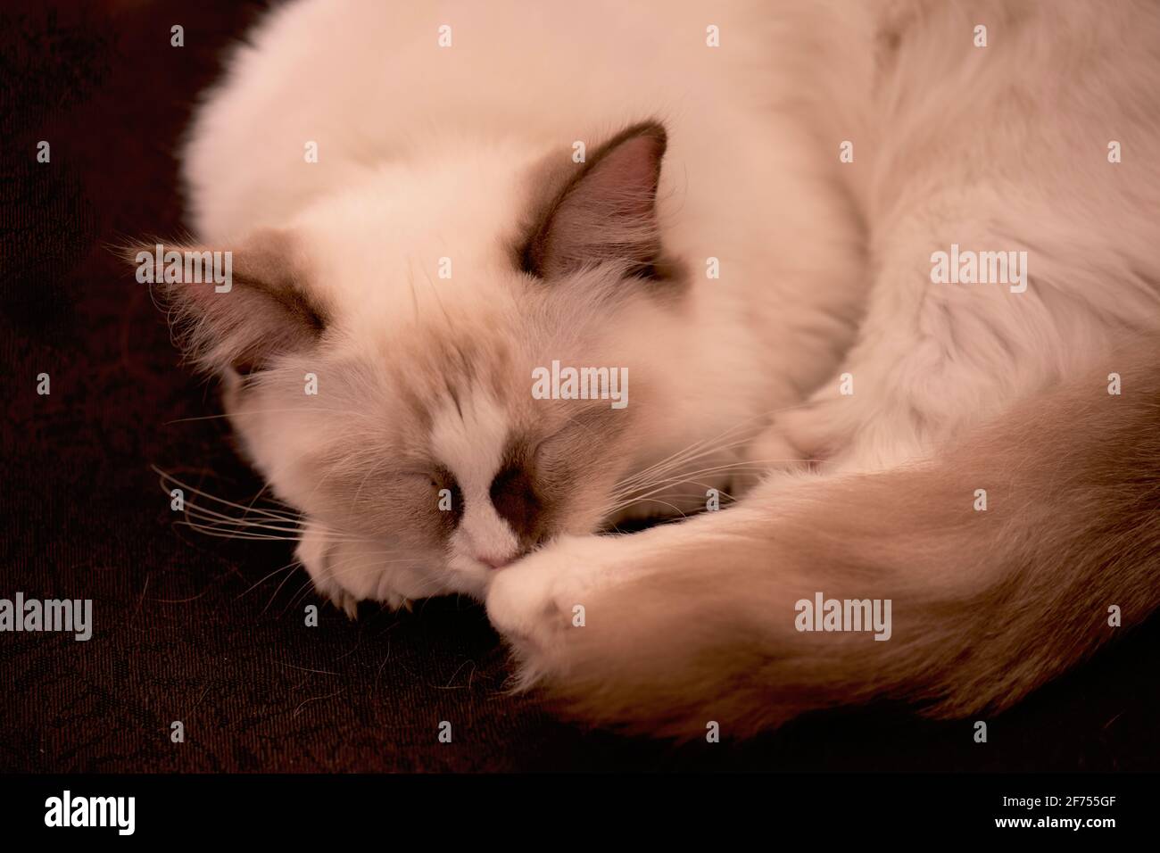 Ragdoll Katze Stockfoto
