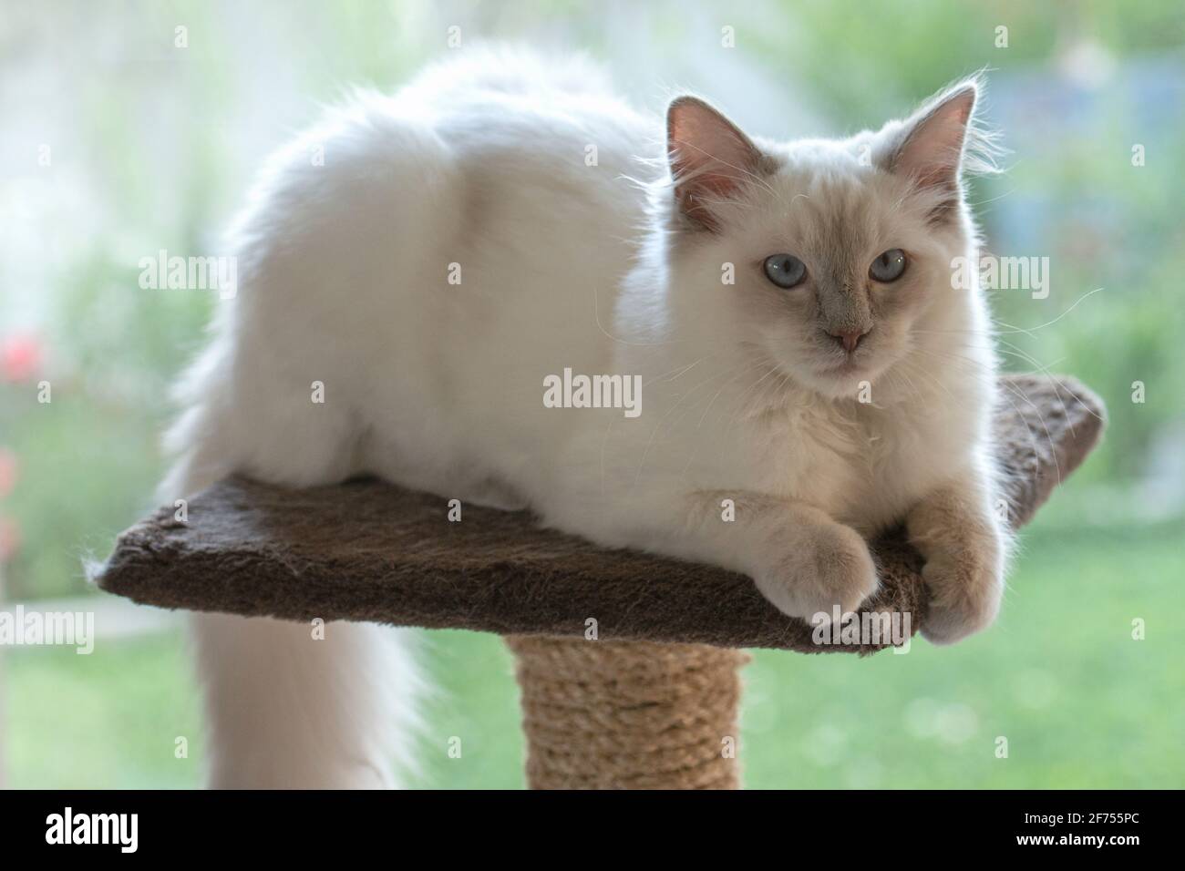 Lilac Point Ragdoll sechs Monate alt Stockfoto