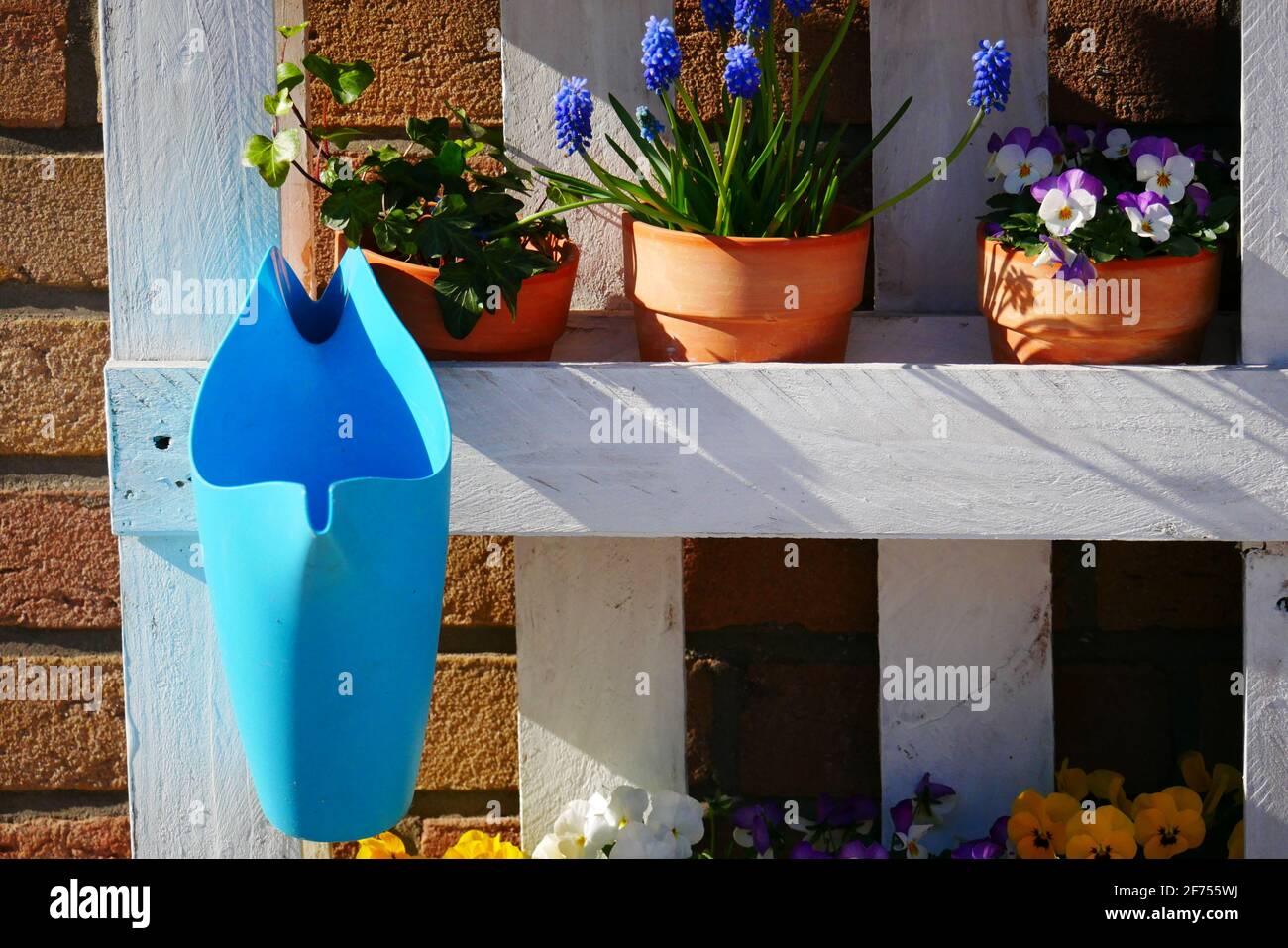 Frühlingsblumen in Terrakotta-Töpfen und blauer Gießkanne Das Sonnenlicht auf einem Regal aus weiß lackiertem Holz Palette vor einer Ziegelwand Stockfoto