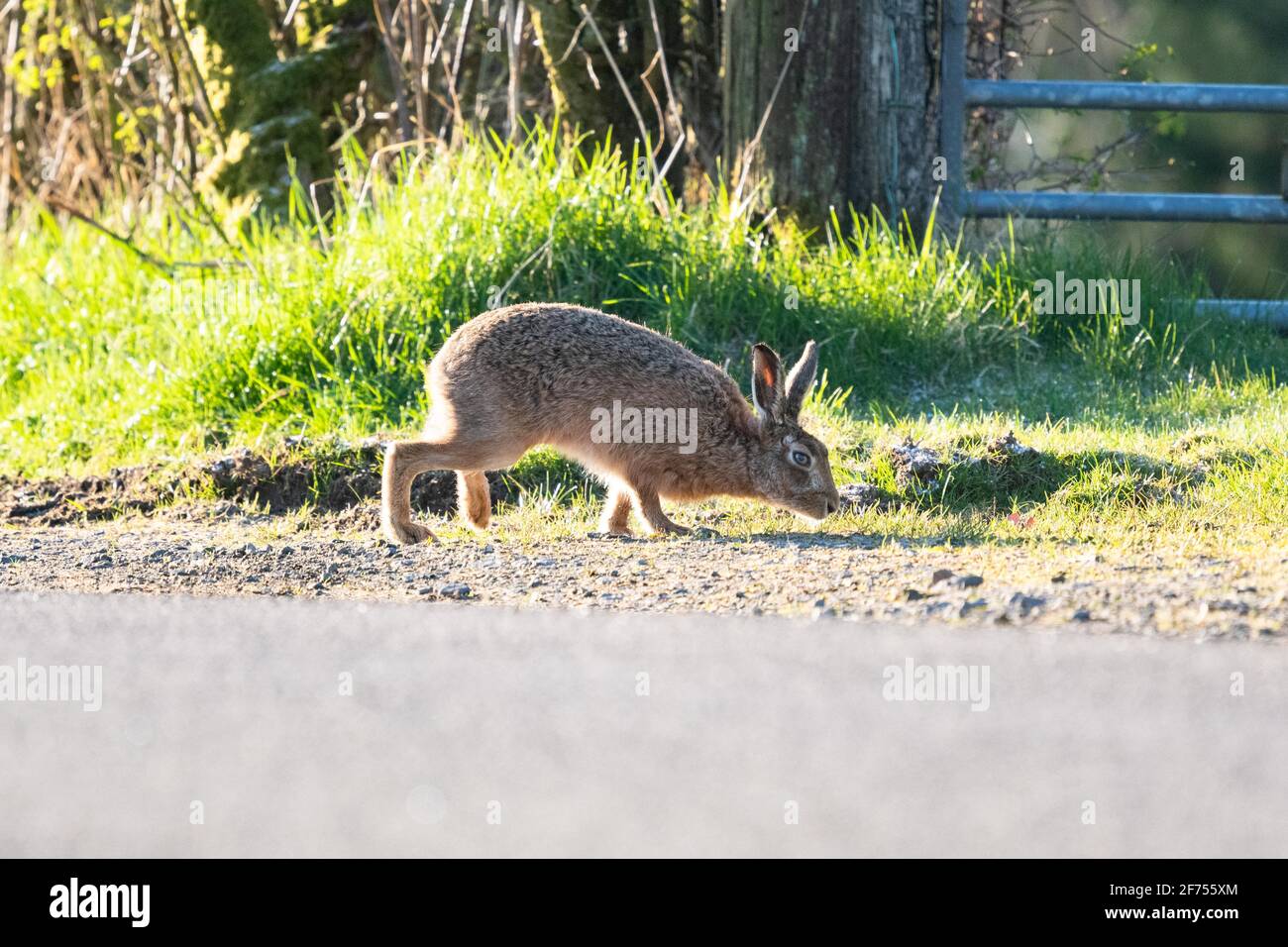 Brauner Hase (männlich) - lepus europaeus - Nase bis zum Boden nach dem Duft eines Weibchens während der Brutsaison - Schottland, Großbritannien Stockfoto