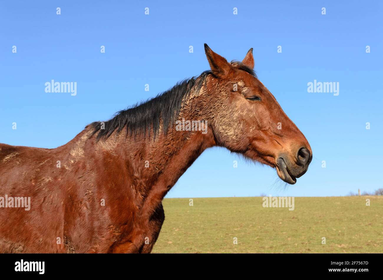 Braunes Vollblutpferd (Equus ferus caballus), das auf einer Weide im Grünen in Westerwald, Rheinland-Pfalz, Deutschland, Europa, döst Stockfoto