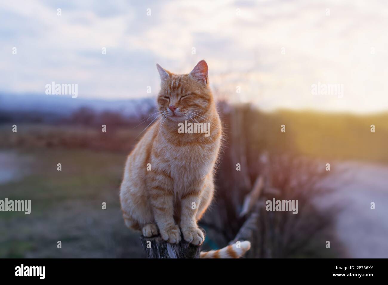 Bei Sonnenuntergang sitzt eine orangefarbene Katze auf einem Zaun. Ein rothaarig gestromtes Kätzchen hat die Augen geschlossen und genießt die warmen Sonnenstrahlen. Das Konzept des Sommers Stockfoto