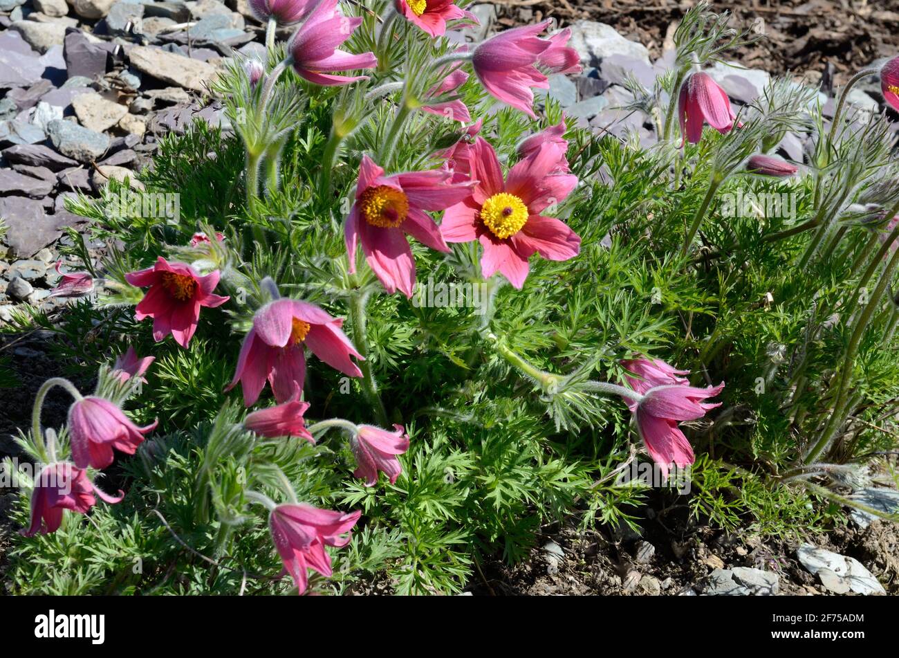 Pulsatilla vulgaris Rubra Pasque Blume Stockfoto