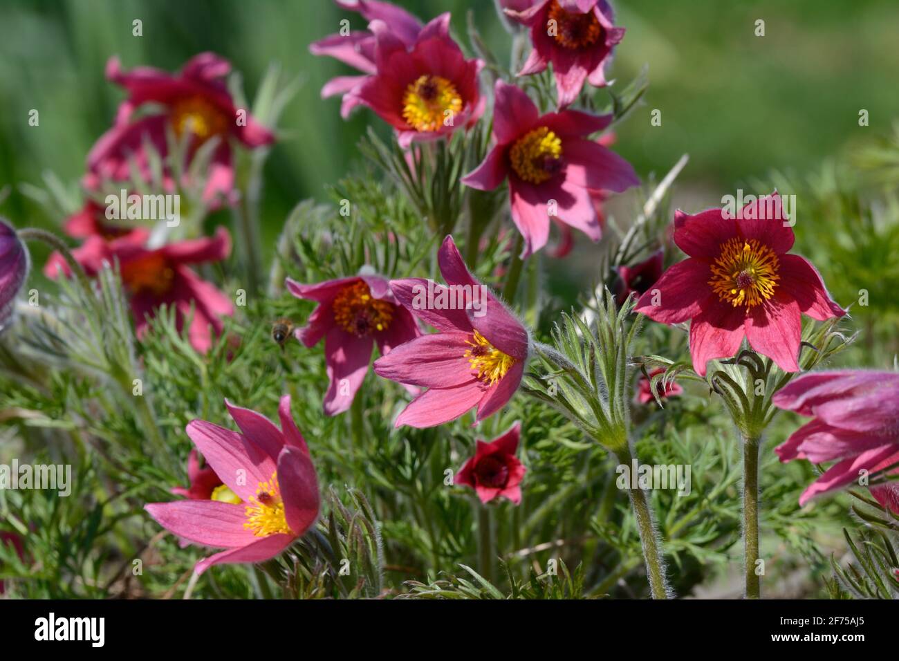 Pulsatilla vulgaris Rubra Pasque Blume Stockfoto