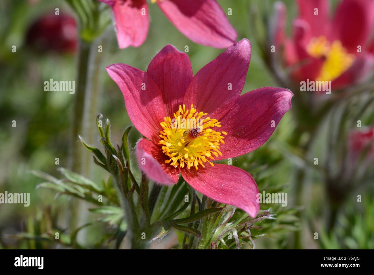 Pulsatilla vulgaris Rubra Pasque Blume Stockfoto