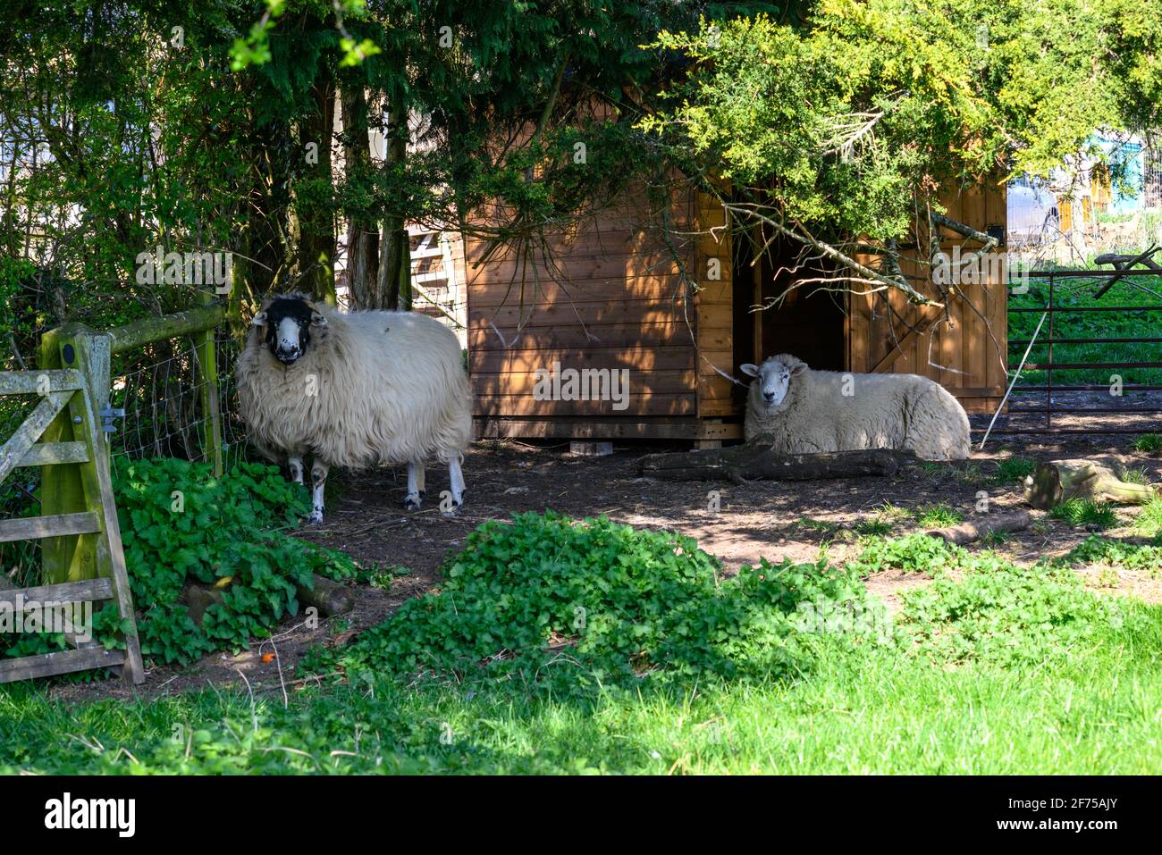 Zwei Schafe unter dem Schatten eines Baumes auf einem Kleinbetriebe in Großbritannien Stockfoto