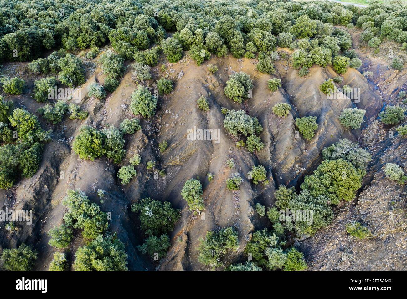 Luftaufnahme eines Steineichenhains. Stockfoto