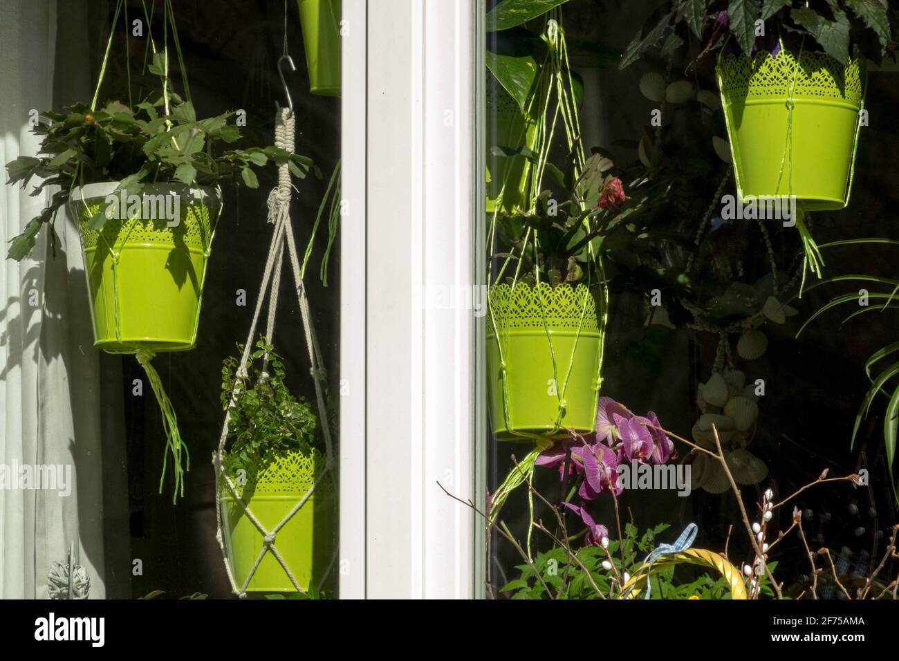 Zimmerpflanzen in hängenden Töpfen im Fenster Stockfoto
