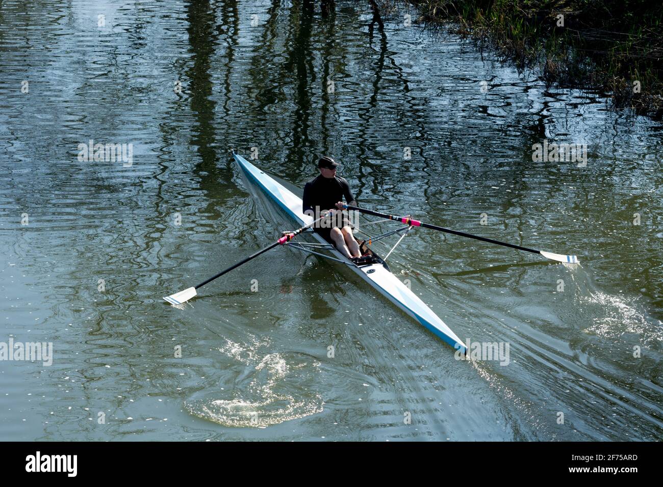 Jemand rudert ein einzelnes Schädelboot auf dem Fluss Avon, Warwick, Warwickshire, England, Großbritannien Stockfoto