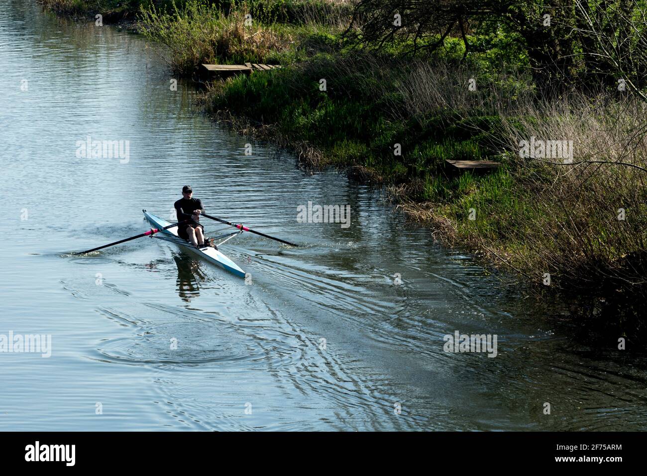 Jemand rudert ein einzelnes Schädelboot auf dem Fluss Avon, Warwick, Warwickshire, England, Großbritannien Stockfoto
