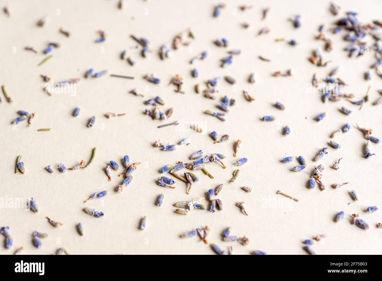 Getrocknete Lavendel Kräuter Blüten auf grauem Hintergrund verstreut. Stockfoto
