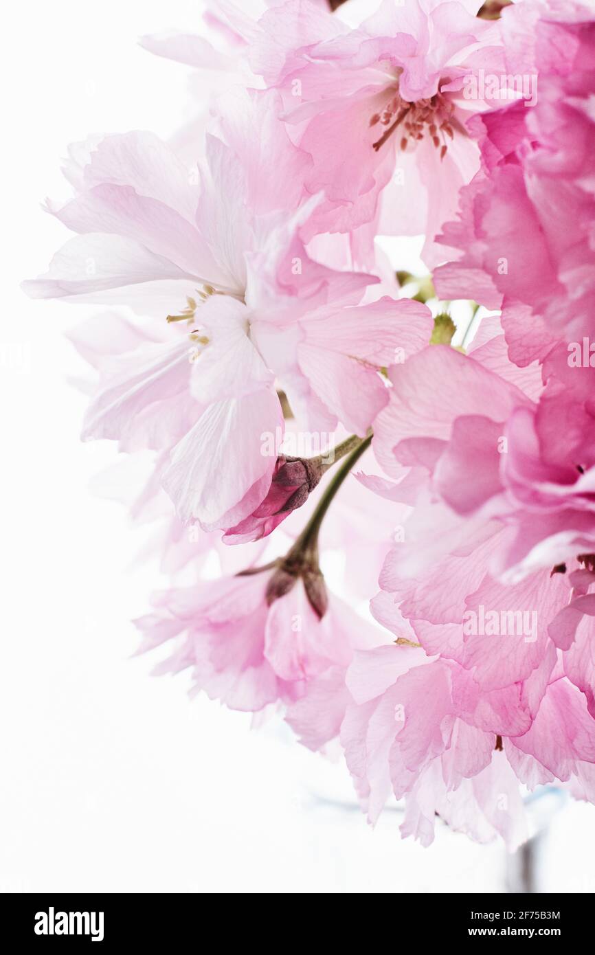 Kirschblüte. Rosa Sakura-Blüten auf hellem Hintergrund. Stockfoto