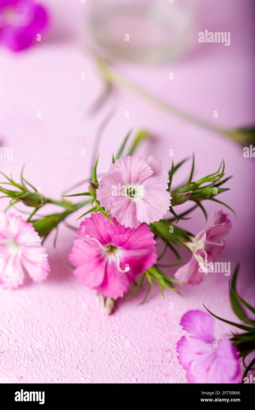 Rosa süße william Blumen auf einem rosa Hintergrund. Pastelltöne. Stockfoto