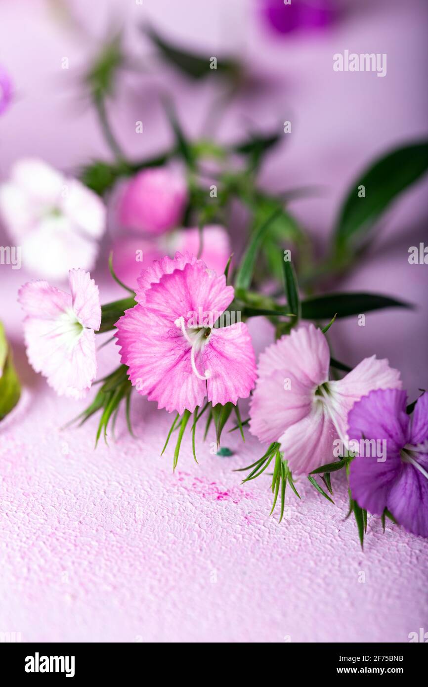 Rosa süße william Blumen auf einem rosa Hintergrund. Pastelltöne. Stockfoto