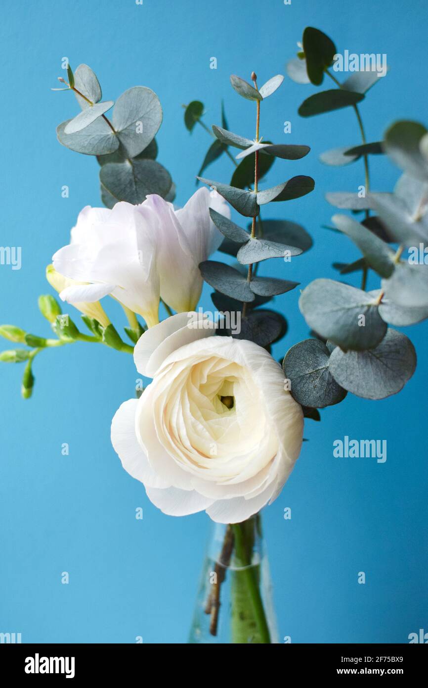 Zartes Bouquet mit weißem Ranunculus und Freesia-Blüten mit Eukalyptus Zweige auf blauem Hintergrund Stockfoto