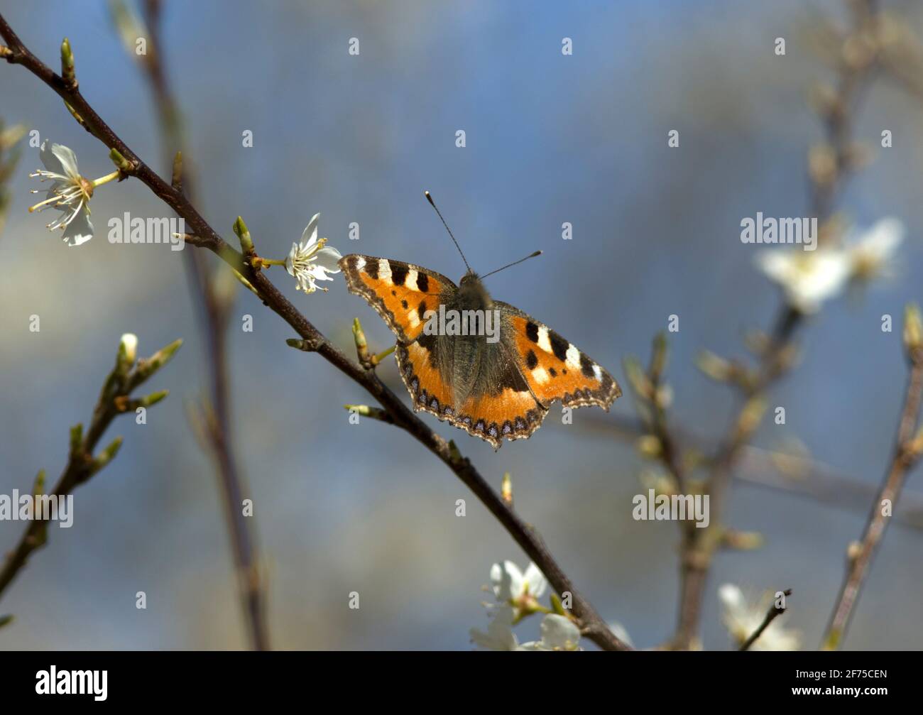 Erwachsene kleine Tortoiseshell-Schmetterlinge überwintern im Winter und tauchen im frühen Frühjahr auf. Sie sind einer der häufigsten Schmetterlinge im Vereinigten Königreich Stockfoto
