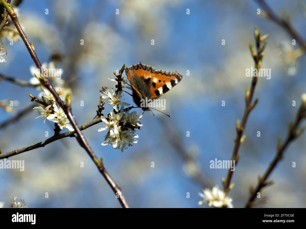 Erwachsene kleine Tortoiseshell-Schmetterlinge überwintern im Winter und tauchen im frühen Frühjahr auf. Sie sind einer der häufigsten Schmetterlinge im Vereinigten Königreich Stockfoto