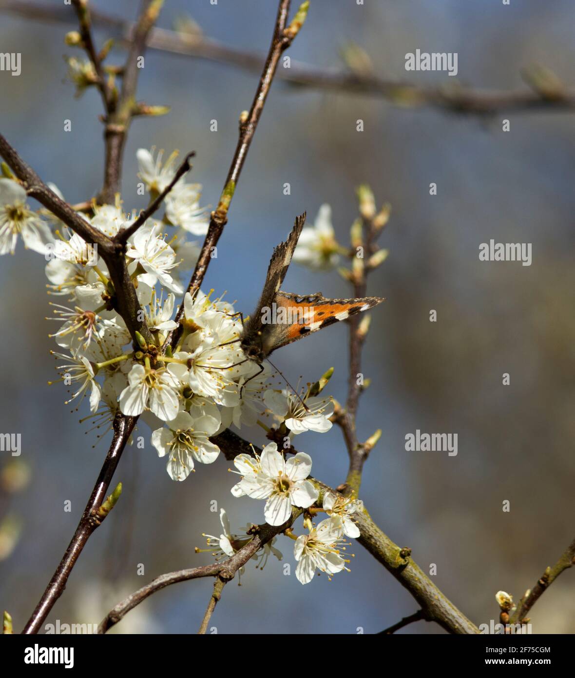 Ein neu auftauchender kleiner Tortoiseshell-Schmetterling feiert auf dem früh blühenden Schwarzhorn mit seinen zarten Proboscis. Der Busch sorgt für eine Ernährung Stockfoto