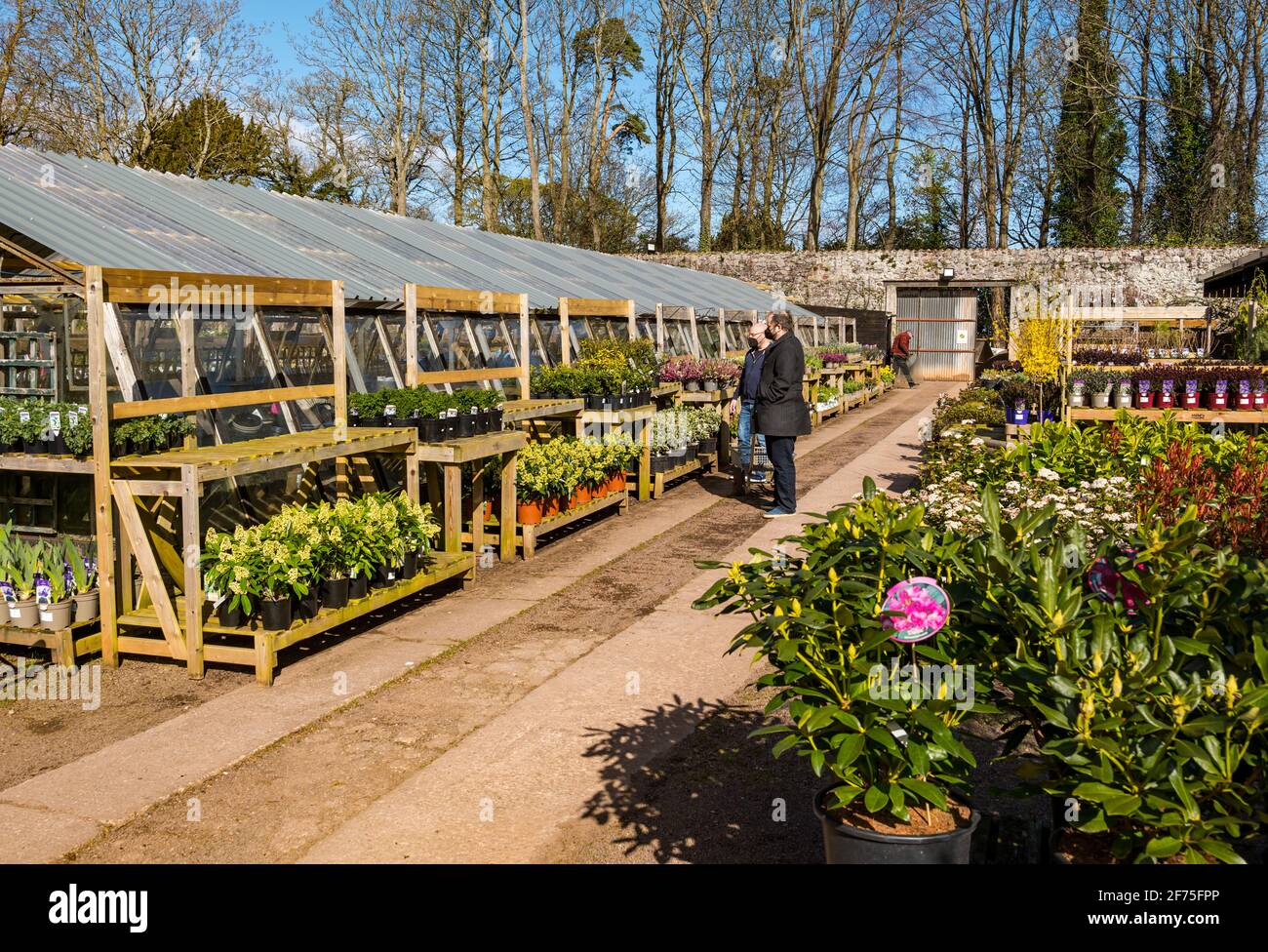 East Linton, East Lothian, Schottland, Großbritannien, 5. April 2021. Gartencenter wieder geöffnet: Die beliebte Smeaton Nursery wird heute wieder eröffnet, nachdem die schottische Regierung die Einschränkungen aufgehoben hat und die Menschen in der kalten Sonne herausholt, um die gut sortierte Vielfalt an Pflanzen und Bäumen im ummauerten Garten zu bewundern. Männer stöbern in den Pflanzen zum Verkauf Stockfoto