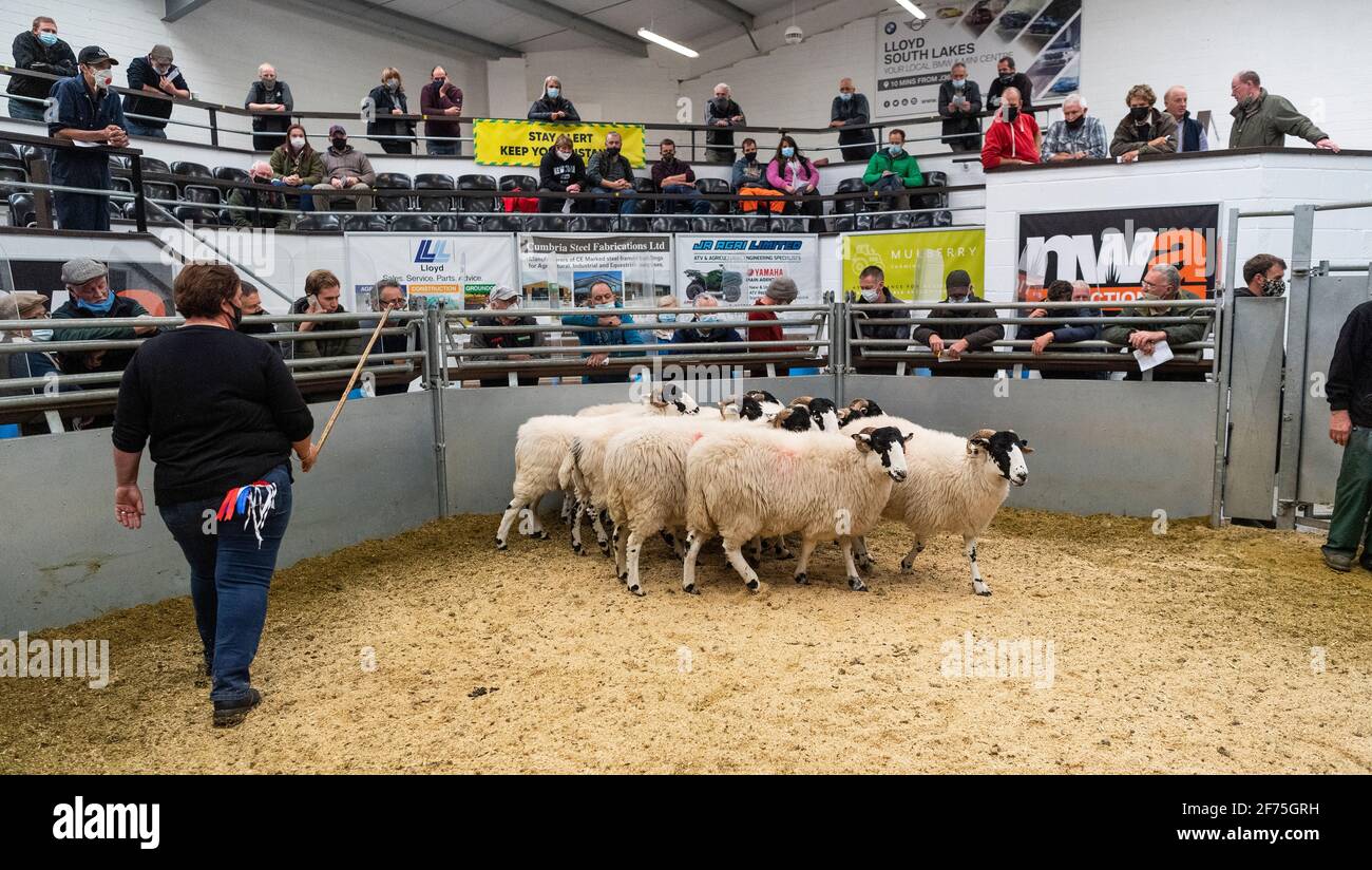 Zuchtverkauf von Draft-Mutterschafen in einer Viehzucht in Cumbria, Großbritannien, während der Covid-19 Pandemie 2020. Stockfoto