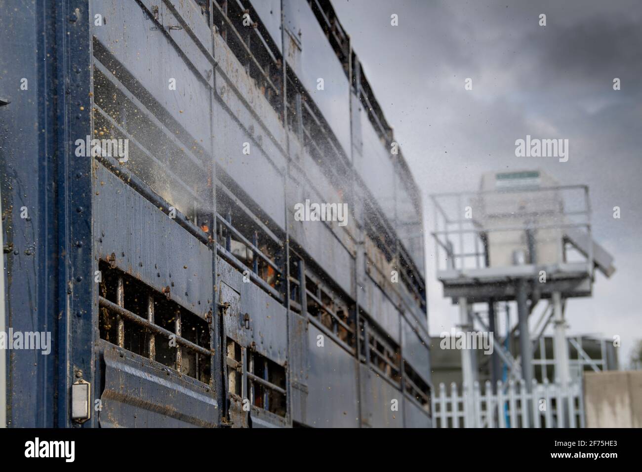 Waschen eines Viehwagens in einem Auktionsmarkt, Darlington, Großbritannien. Stockfoto