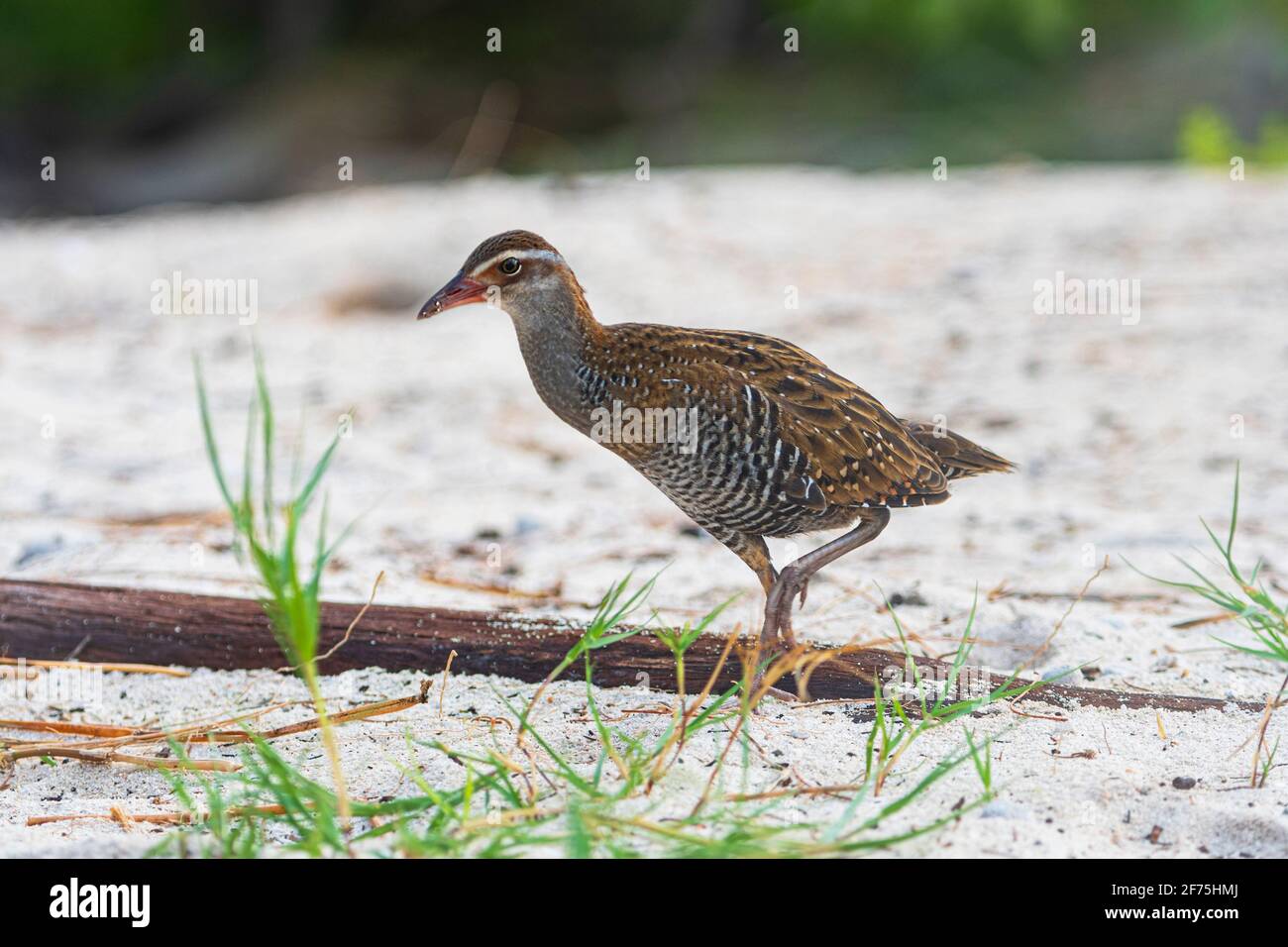 A Buff-Banded Rail (Gallirallus philippensis), Heron Island, Great Barrier Reef, Far North Queensland, QLD, FNQ, GBR, Australien Stockfoto