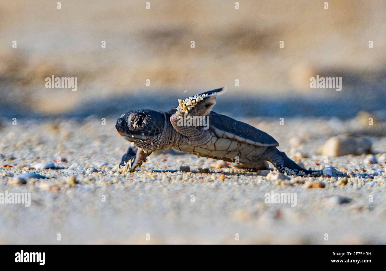 Grüne Meeresschildkröte (Chelonia mydas), die vom Nest ins Meer kriecht, Heron Island, Southern Great Barrier Reef, Queensland, QLD, Australien Stockfoto