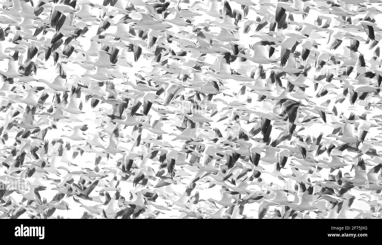 Tausende Schneegänse ( Chen caerulescens ) fliegen aus Bourget, Ontario, Kanada Stockfoto