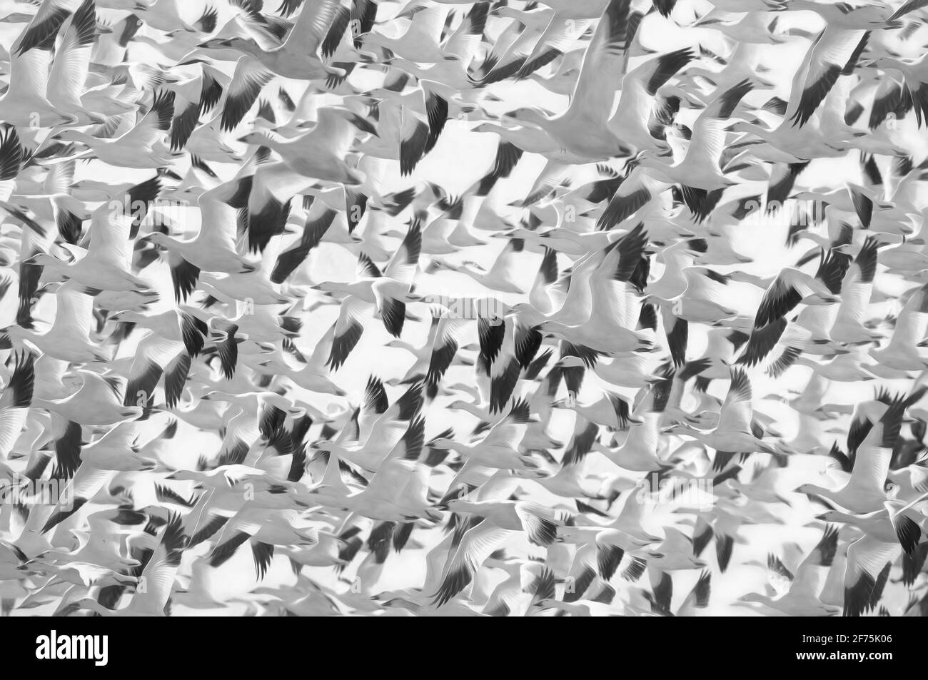 Tausende Schneegänse ( Chen caerulescens ) fliegen aus Bourget, Ontario, Kanada Stockfoto