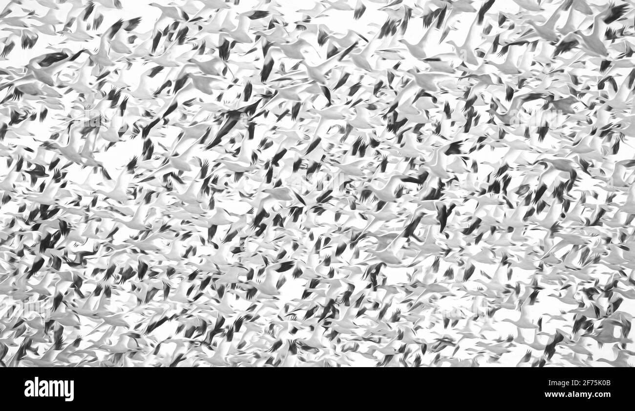 Tausende Schneegänse ( Chen caerulescens ) fliegen aus Bourget, Ontario, Kanada Stockfoto
