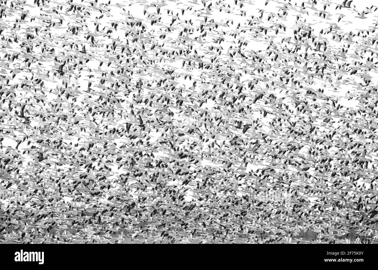 Tausende Schneegänse ( Chen caerulescens ) fliegen aus Bourget, Ontario, Kanada Stockfoto