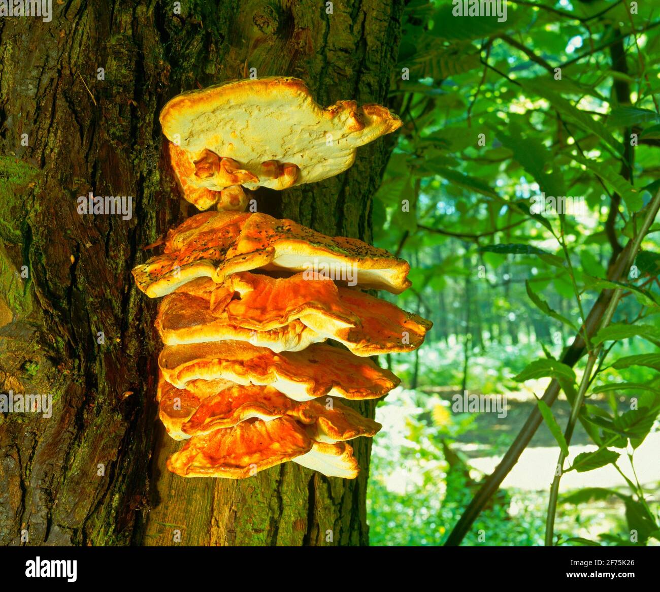 Süße Kastanien Pilze Stockfoto