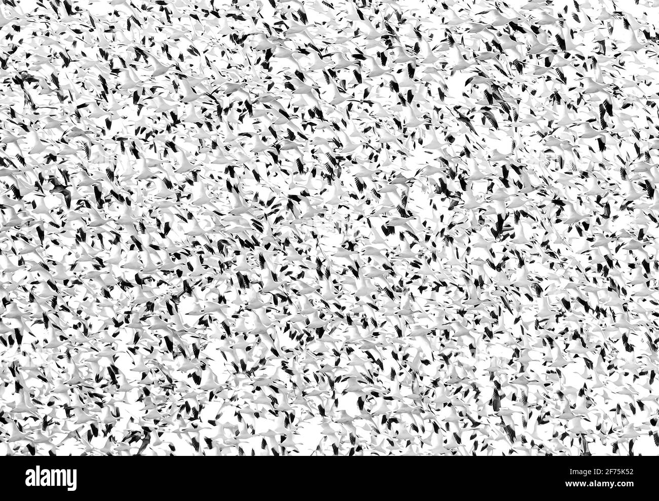 Tausende Schneegänse ( Chen caerulescens ) fliegen aus Bourget, Ontario, Kanada Stockfoto