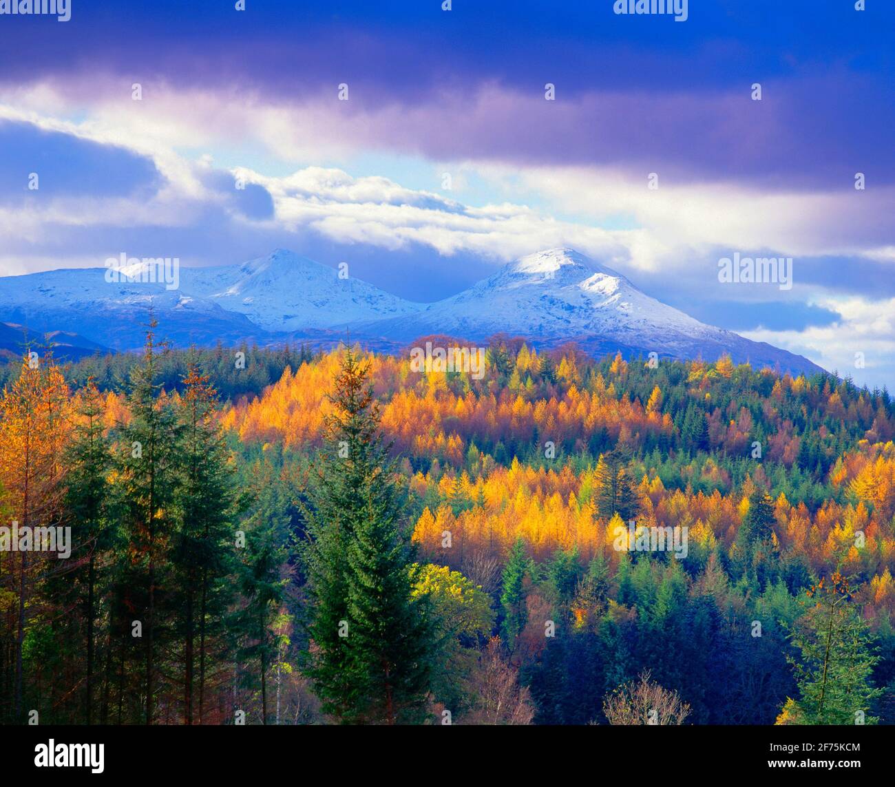 Großbritannien, Schottland, Herbstwald mit schneebedeckter Ben More (3843 Fuß) Stockfoto