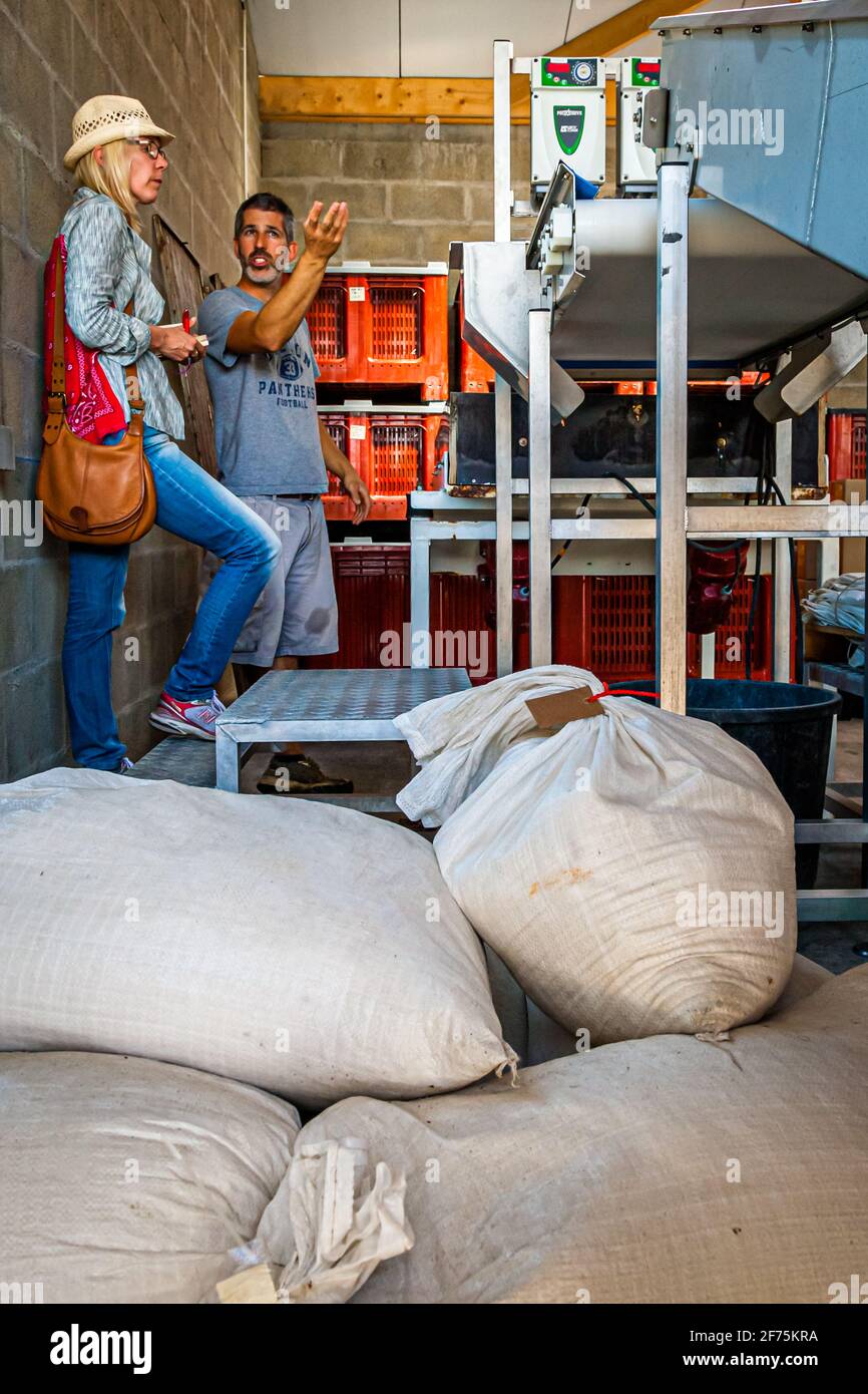 In der Guérande werden die schweren Säcke von Hand in die Sortiermaschine gegossen Stockfoto
