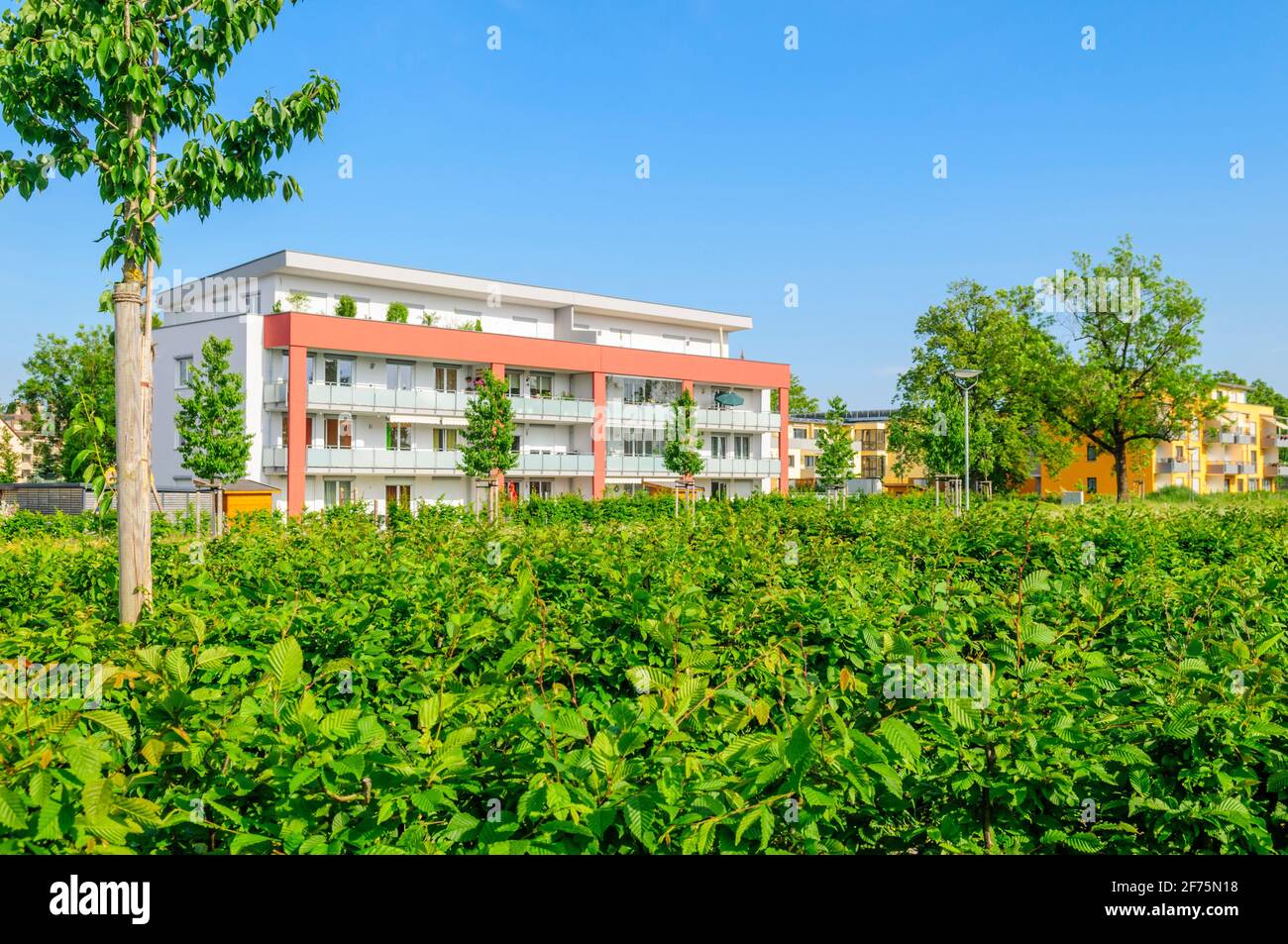 Wunderschöne Natur im Frühling im Stadtpark Stockfoto