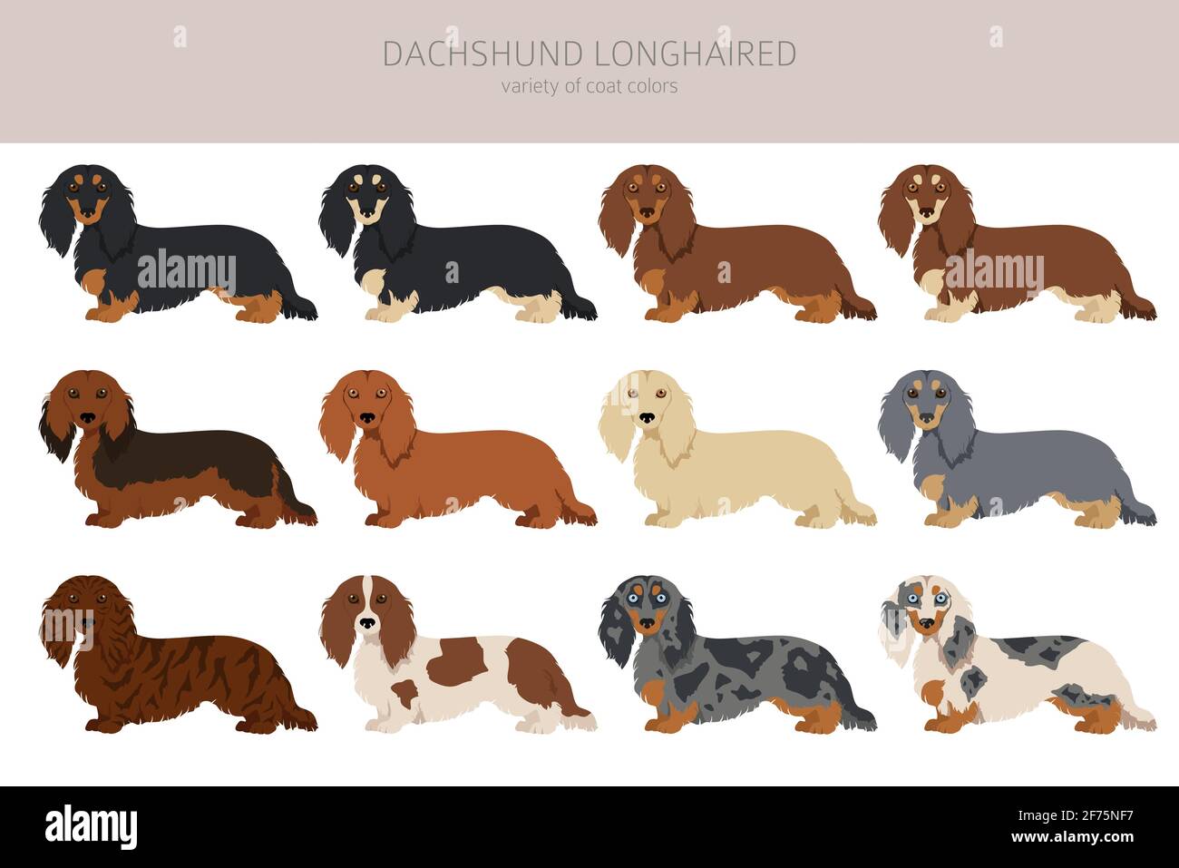 Dachshund langhaarige Cliparts. Verschiedene Posen, Fellfarben eingestellt. Vektorgrafik Stock Vektor