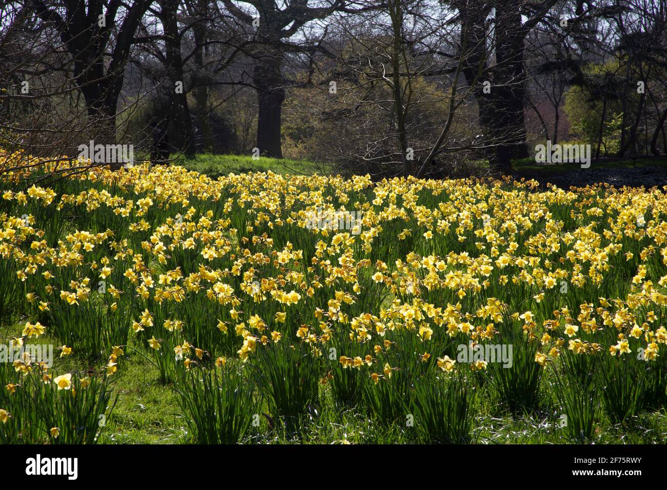 Gelb blühende Narzissen und Bäume, Frühlingsblumen in einem West-London-Park Stockfoto