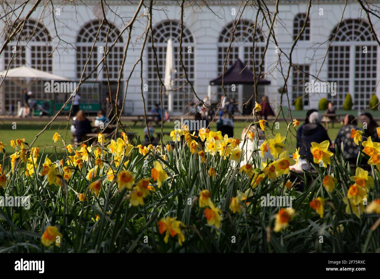 Menschen, die während der Covid-19-Sperre außerhalb der Orangerie speisen, mit Frühlings-Narzissen in Kew Gardens, West London, Großbritannien Stockfoto