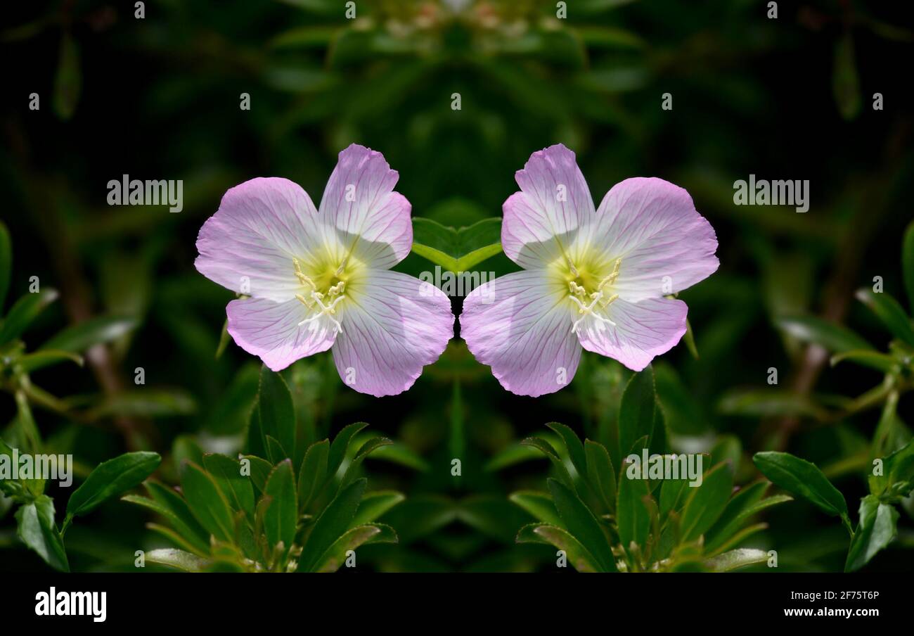 Oenothera biennis (Gemeine Nachtkerze) eine ornamentale Blütenpflanze mit blassrosa Blütenblättern und gelbem Zentrum auf natürlichem Hintergrund. Stockfoto