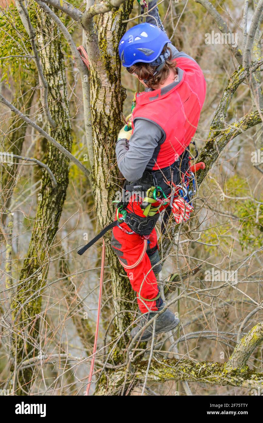 Treeworker Tun seiner schwierigen und anspruchsvollen Job Stockfoto