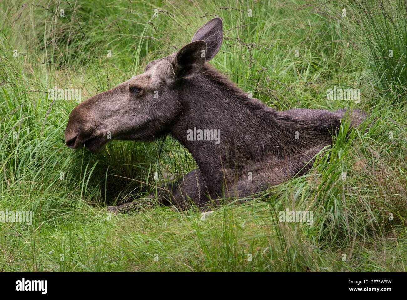 Ein Kuh-Wapitihirsch in dichter Gras in einem schwedischen Wildpark Stockfoto