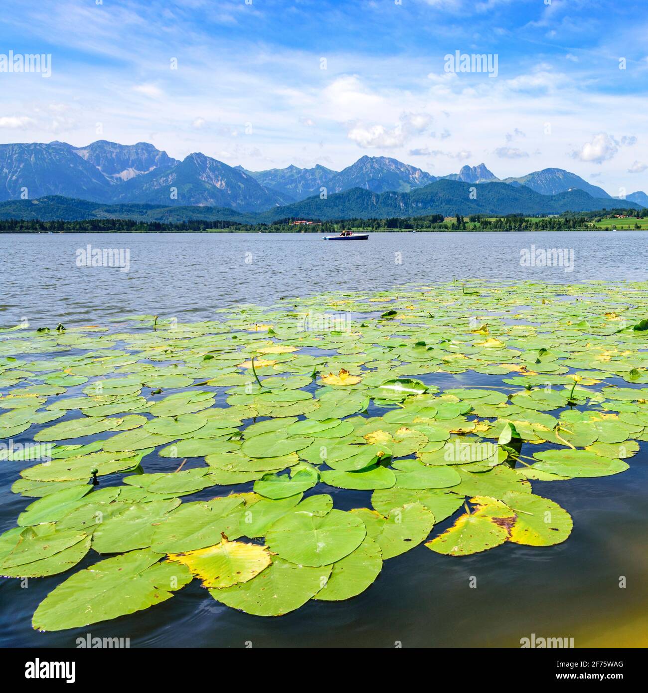Idyllischer Blick Landschaft im Bayerischen Alpenvorland im östlichen Allgäu Sommer Stockfoto