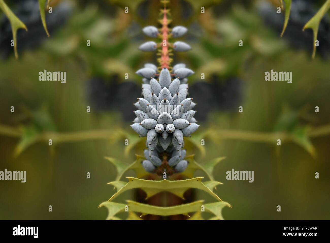 Mahonia aquifolium (Holly-leaved Berberry) ein einheimischer immergrüner Blütenstrauch mit stacheligen Blättchen und dichten Trauben dunkler bläulich-schwarzer Beeren. Stockfoto