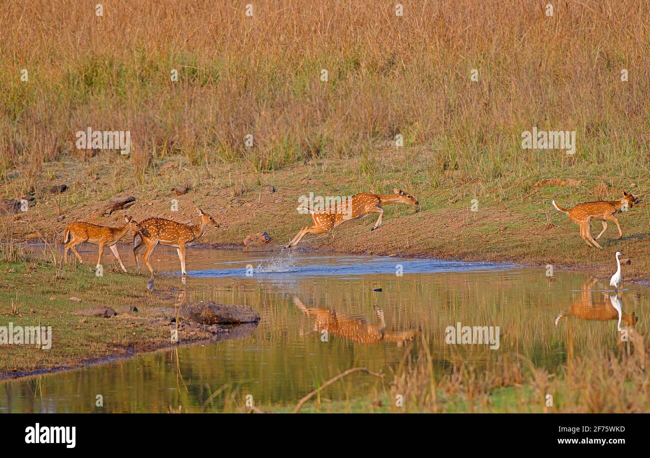 Achsenachsen der Chitalhirsche kreuzen und springen über Wasser im Tadoba-Andhari Tiger Reserve, Maharashtra, Indien Stockfoto