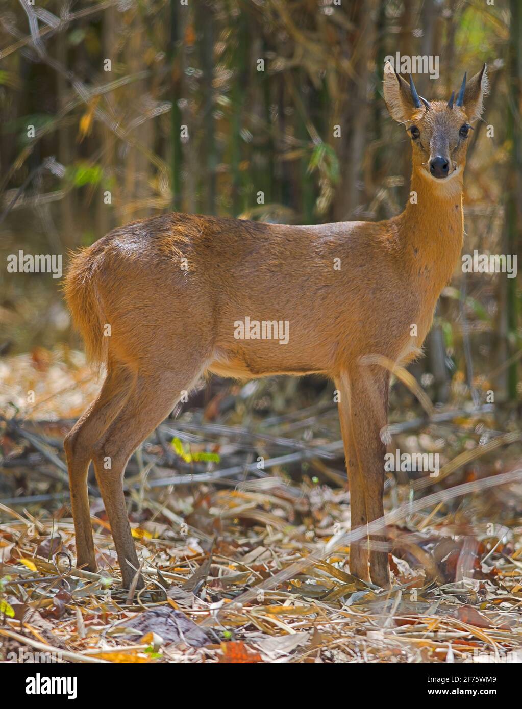 Chowsingha aus Laubwald Stockfoto