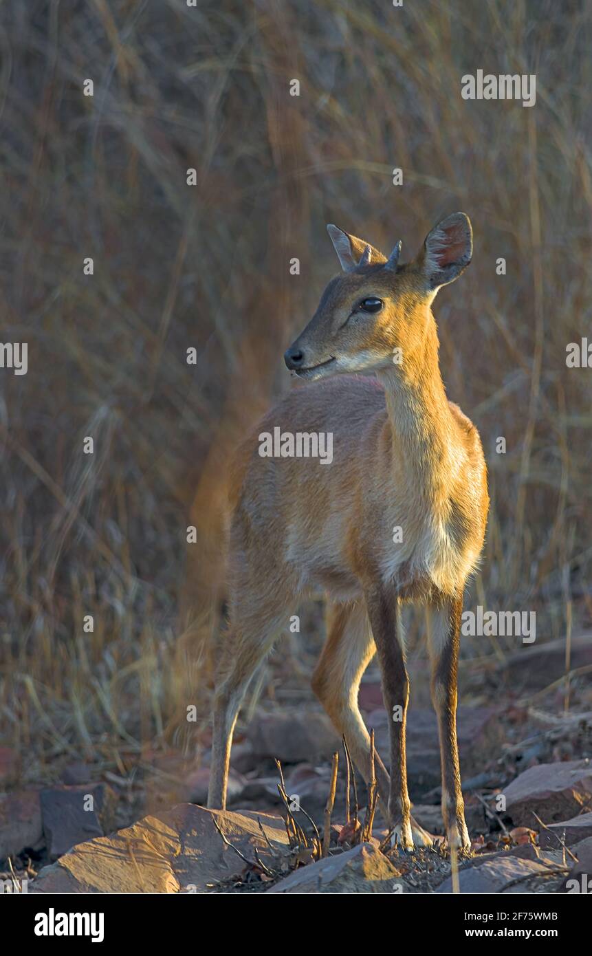 Chowsingha aus Laubwald Stockfoto