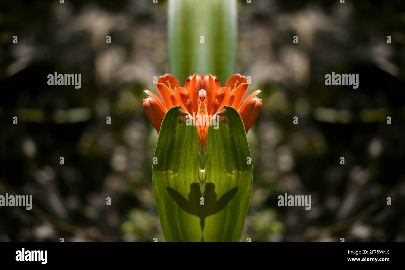 Clivia samen Fotos und Bildmaterial in hoher Auflösung Alamy